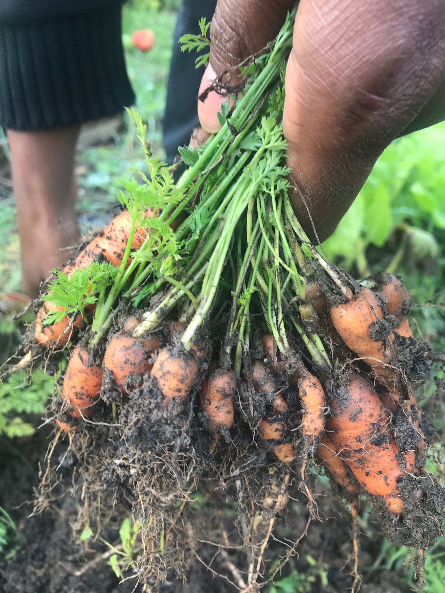 Support Earths Farm – Help Us Grow a Sustainable Future