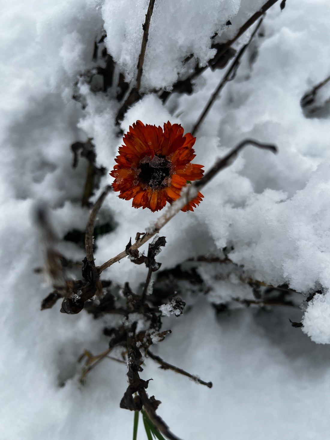 January. What a way to start the year on the farm.